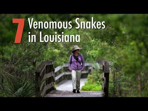 What kind of snake is brown in Louisiana?