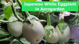 Japanese White Eggplant in Aerogarden Harvest