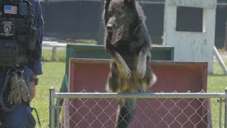 CMPD's Canine Unit: Featuring K9 Dano