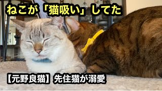 庭に現れた野良猫｜家猫になり先住猫に溺愛されるとこうなります