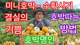 호박수확시기 ~아는방법/미니호박 수확~호박 원줄기에서 주렁주렁#참샘골호박농원