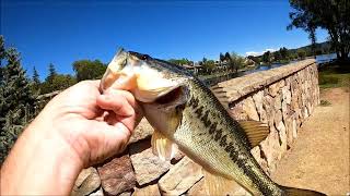 Spring time slay fest with a prototype bait and jigs.