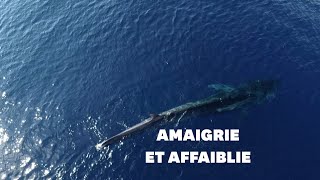 L'agonie d'une baleine en Méditerannée