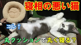 寝相の悪い猫は丸クッションだと丸く寝るのか？【ねこ動画】