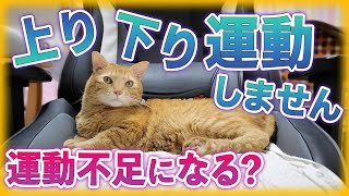 猫が上り下り運動しません。運動不足になりますか？