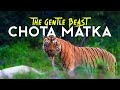 Chota Matka- The King of Tadoba - 4K Video Hindi | हिन्दी