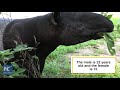 endangered malayan tapirs debut in tianjin