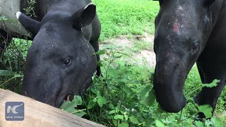 Endangered Malayan tapirs debut in Tianjin