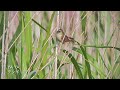 ギター日記　今日の野鳥　・　渡良瀬遊水地　2021年8月1日