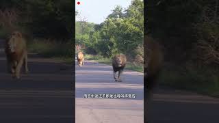 鬣狗包圍獅群，雄獅緊急馳援 #野生動物 #wildlife #nature #lion #獅子 #wildanimals