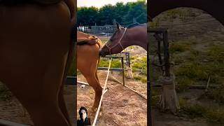 Horse breeding sense amazing #horse #horselover #horselove