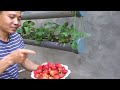 Just 1 water pipe, You can grow super fruit hanging strawberries