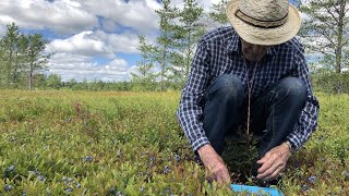 Cueillir des bleuets à 97 ans