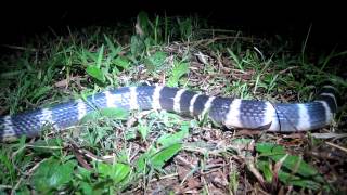 video of a 1.2 meter Bunagarus multicinctus (Many-banded krait)