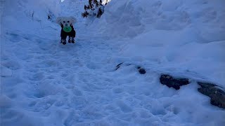 雪のドッグランはじめました［北海道］