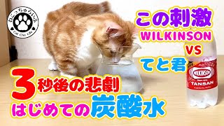 【初めての炭酸水｜短足二重猫てと君】初めて見る炭酸水にWILKINSONを選びました。気泡を見せるだけのつもりがまさかの結末　Cat see soda water for the first time