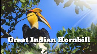 இருவாச்சி (Great Indian Hornbill )