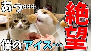 アイスを仲良くぺろぺろしていたはずが…な猫