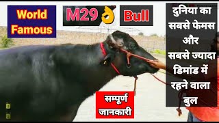 #M29 #Bull. दुनिया का सबसे फेमस और सबसे ज्यादा डिमांड में रहने वाला बुल. #viral #video #semen #hldb