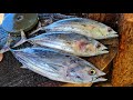 Huge Skipjack Tuna Fish Cutting Skill | Mr.Sampath