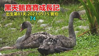 黑天鵝寶寶成長記(74) 出生第81天.2023.05.15.實拍 4k