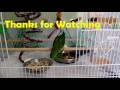 lineolated parakeet cage set up