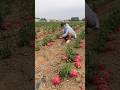 Fresh dragon fruit cutting #shorts #satisfying