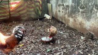 Backyard chicken relaxing ready eating morning food February 12 2025