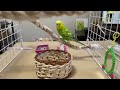 飛べないインコとの暮らし🦜【セキセイインコ】