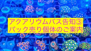 アクアリウムバス告知③パック売り個体のご案内