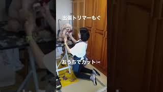 出張トリマーもぐ　おうちでカット✂︎