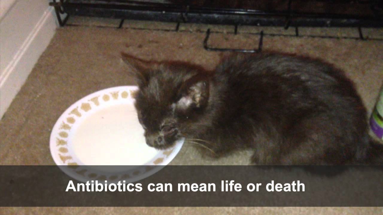 Tiny Sick Kitten Just Rescued Youtube