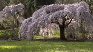 Csüngő japán díszcseresznye (Prunus serrulata 'Kiku Shidare Sakura') - videó képekben