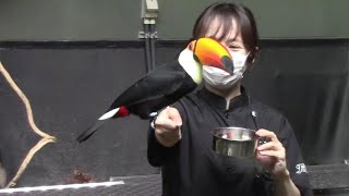 飼育員の手に飛んでくるオニオオハシ （カワスイ 川崎水族館）Toco Toucan \u0026 Zookeeper