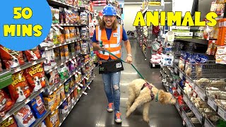 Animals for kids with Handyman Hal | Work at a Pet Store | Ride Horses and Farm Animals