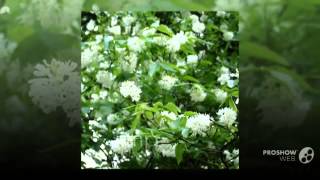 Staphylea - garden plants