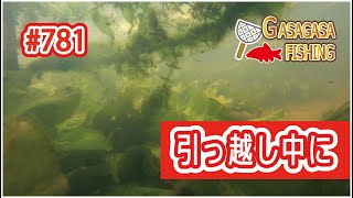 オオガタスジシマドジョウ＆タナゴたち水中動画