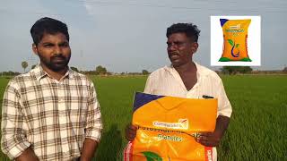 My Gromor PH50 | mana Gromor Ph50 | mana gromor Ph50 uses in paddy | paddy crop PH50 uses