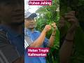 POHON JUHING DI HUTAN TROPIS KALIMANTAN