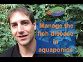 The key points to manage the fish disease in aquaponics