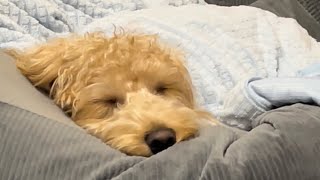 人をダメにするはずが犬がダメになってた#short