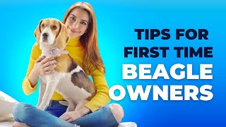 8 Tips for A First Time Beagle Owner | Are You A Beagle Parent?