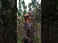 nendran banana bunch cutting in parassala