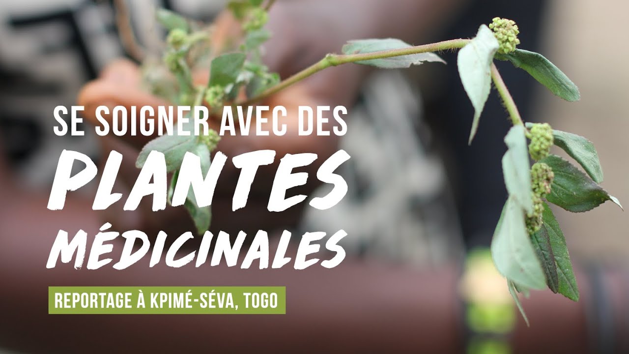 Atelier Sur Les Plantes Médicinales Et Leurs Vertus, Togo/août 2019 ...