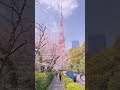 Best cherry blossom in Tokyo Japan #youtubeshorts