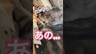 ふみふみするだけ！の猫の様子はこちら♡#shorts #猫 #アメリカンショートヘア #cat #ねこ #アメショ #アメショー #americanshorthair #ふみふみ