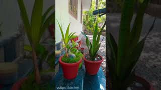 plants | Adipoli kitchen | #shorts #shortsvideo