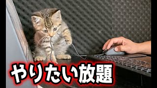 【炎上覚悟】どうしても子猫を怒れません・・・助けてください