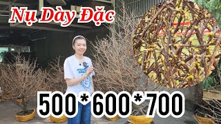 📞THẢO 0342360363 MAI GIẢO THỦ ĐỨC NỤ DÀY ĐẶC 500-600-700K BAO SHIP 15/01/2024 | BẾN TRE ƠI