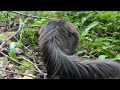 norwegian forest cat short stroll with odin